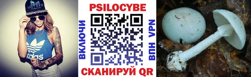 OMG tor  Краснознаменск  Псилоцибиновые грибы Cubensis 